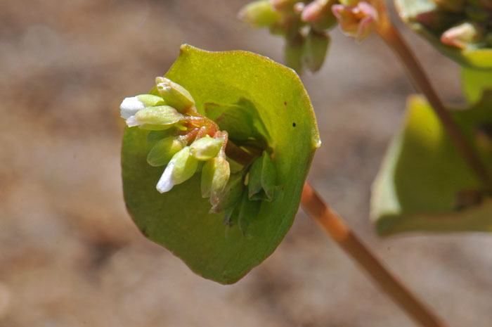 Claytonia perfoliata, Miner's Lettuce